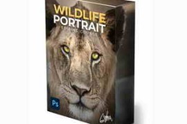 Zenzcourses – Wildlife Portrait Editing