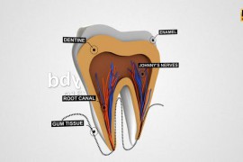 Tooth Anatomy Reveal 25240292