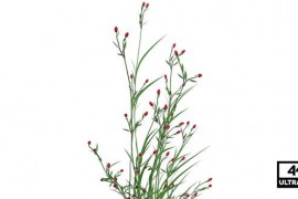 Bluestem Grass Seamless Loop 4K Alpha 39959065