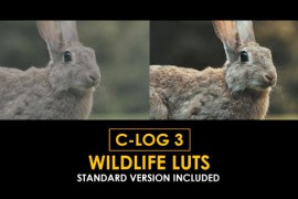 C-Log3 Wildlife and Standard Color LUTs 50930916
