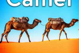 Sound Ideas Camel Sound Effects FLAC-FANTASTiC
