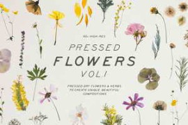 CreativeMarket – Pressed Dry Flowers & Herbs Vol.1 3997653