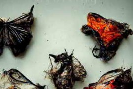 SampleTraxx Radically Evolving WAV