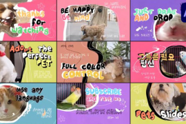 Pets Slides | After Effects 47639374