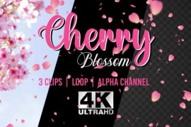 Sakura Cherry Blossom Petals Falling Realistic Spring Decoration Easter Wedding overlay 4k pack 