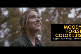 Moody Forest Color LUTs 48236407