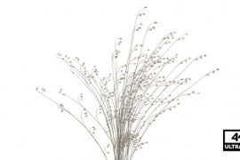Cheat Grass Seamless Loop 4K Alpha 39909682