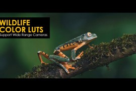 Wildlife Color LUTs 48224188