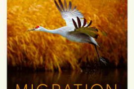 Splice Soundscapes Migration WAV-FANTASTiC