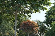 Maxtree Plant Models Vol.58