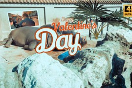 Hippo Valentines Day 35633306