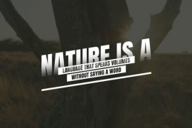 Text Animation 48999905