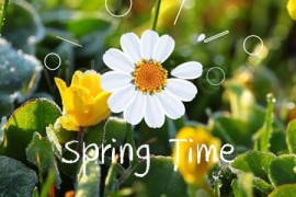Flower Logo 10618962