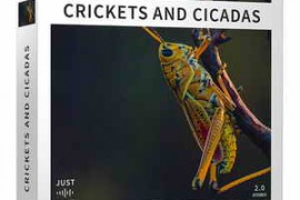 Just Sound Effects Crickets and Cicadas WAV