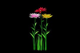 Colored Flowers Blooming Alpha Channel 52371595