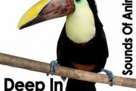 Pro Sound Effects Library Sounds of Animals Deep in the Jungle FLAC