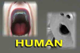 Sound Effect Kings Royalty Free Human People and Crowd Sound Effects (197 Tracks) FLAC