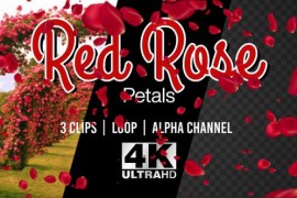 Red Rose Petals Falling Spring Red Blossom Romantic Wedding Overlay 4k alpha loop pack 39724061