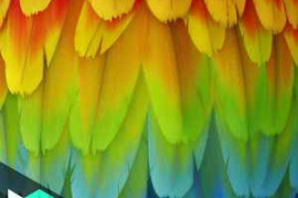 Levelup.Digital – Feather Creation – Romain Lemaire