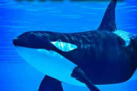 Sound Ideas Whales Sound Effects FLAC
