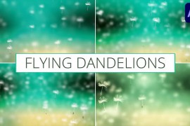 Flying Dandelions for After Effects 52411210