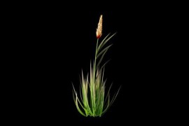 Wheat Branch Growing Alpha Channel 50932019