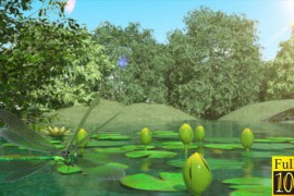 Lilies and Dragonfly 40026892
