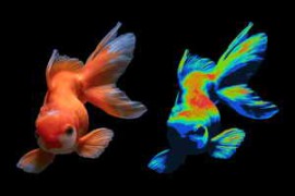 Free Download:Cool Heatmap Action for Photoshop