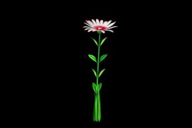 Flower Growing Alpha Channel 52202255