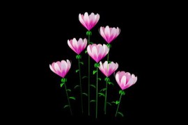 Pink Flowers Growing Alpha Channel 50932020