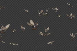 Butterfly Swarm - Rose Swallowtail - Pack of 2 21411793