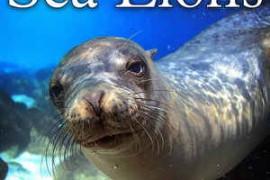 Soud Ideas Sea Lions Sound Effects FLAC-FANTASTiC