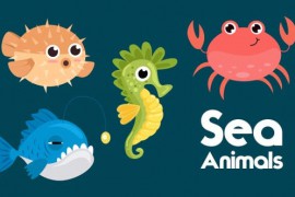 Sea Animals 49765685