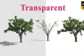 Realistic Tree Animation 24007456