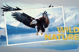 Wild Nature Slideshow 20080773