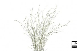 Bromus Grass Seamless Loop 4K Alpha 39909681