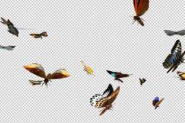 Colorful Butterflies - Large Swarm - Flying Loop - Closeup View - I 50268343
