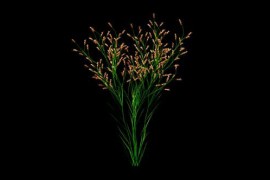 Flower Branch Growing Alpha Channel 51498505