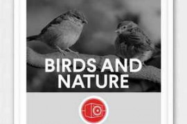 Big Room Sound Birds and Nature WAV