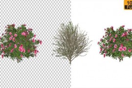 Azalea Flower Growing Animation with Wind 24146322