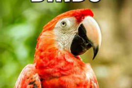 Sound Ideas - Birds Sound Effects [Hot Ideas] WAV