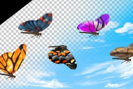 Butterfly Pack Hd 37114404