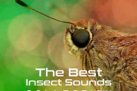 Close To Nature Music Ensemble 30 The Best Insect Sounds Collection Fly with Creature, Sound Effects
