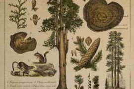 Field and Foley Redwood Forest WAV-FANTASTiC