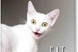 Sonic Worlds Meow (incl. Cat sound pack) WAV