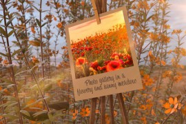 Photo Gallery in a flowery and sunny meadow 43510481