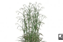 Hairy Grass Seamless Loop 4K Alpha 40214464