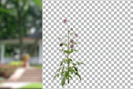 Animated Flowering tree with pink flowers 51109911