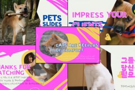 Slides Pets | DaVinci Resolve 50916573