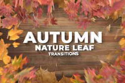 Free Download:Autumn Leaf Nature Thanksgiving Day Transitions 64390860